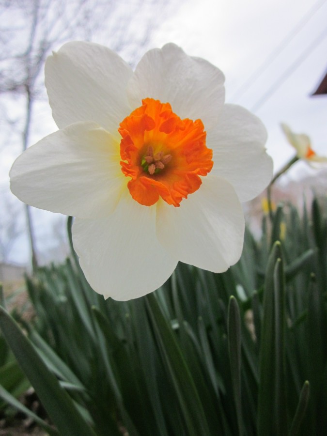 The Lesson of the Daffodils